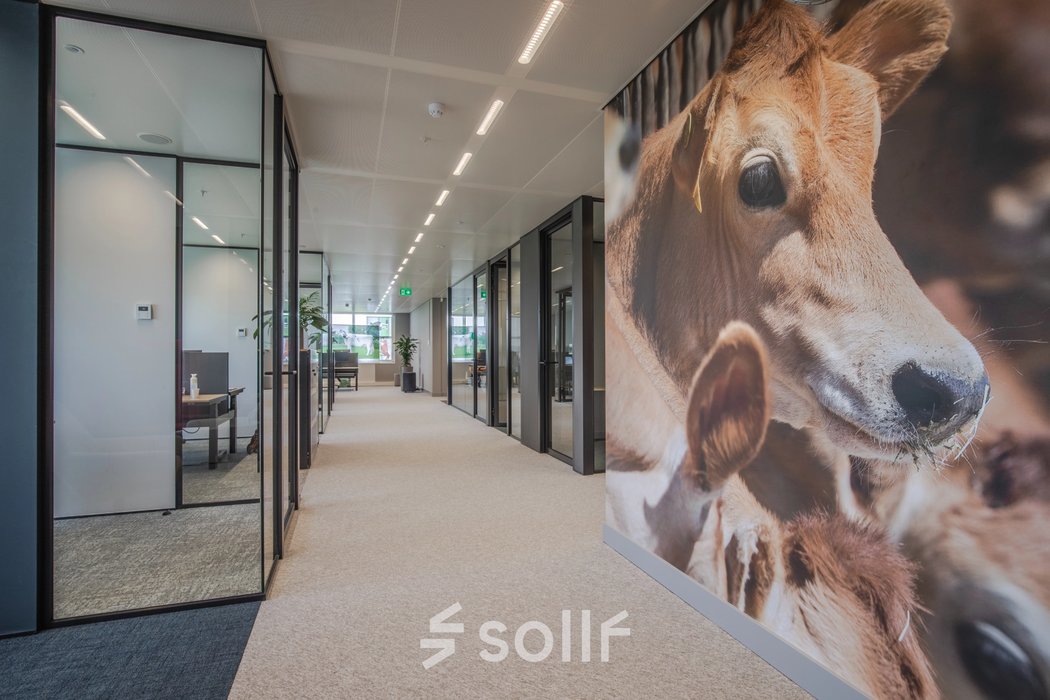 Modern office space at Rijksweg-West 2 in Arnhem Zuid with glass-fronted meeting rooms and a vibrant mural along the hallway, available for office space rental.